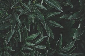 daniel-spase-1057272-unsplash