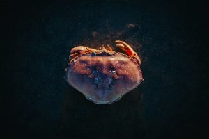 darrell-cassell-1099390-unsplash